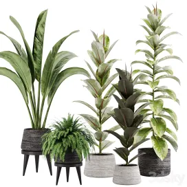Indoor plant Set